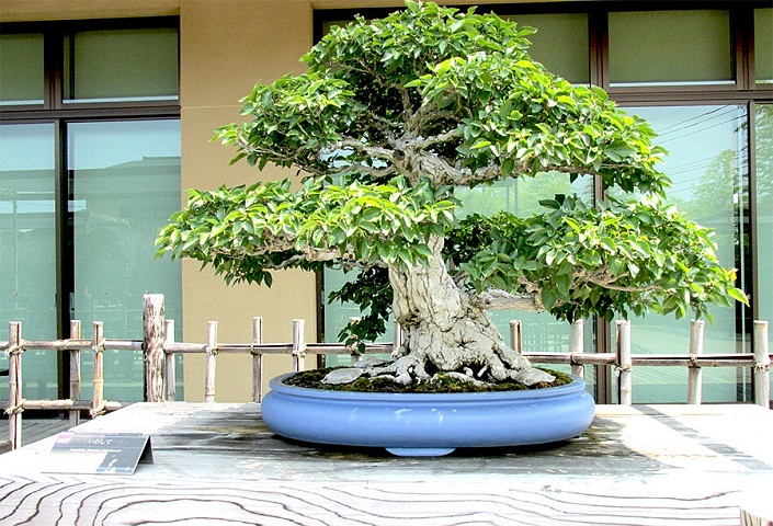 Bonsai-Bonsai-kaufen-Japan-Bonsai-Japanische-Bonsai_10