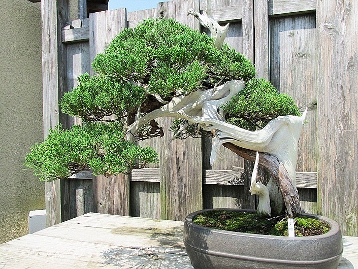 bonsai-in-schale