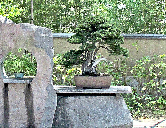 Bonsai-Japan-Bonsai-Japanische-Bonsai-04